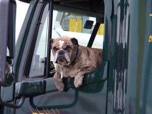 bulldog in semi truck