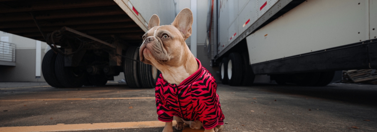 pet friendly trucking company