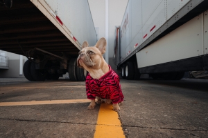 pet friendly trucking company